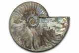 Silver Iridescent Ammonite (Cleoniceras) Fossil - Madagascar #346715-1